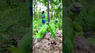 The boy walks through the forest and sees a lot of parrots on the moundpart1parrot bird dog uk [upl. by Wentworth]