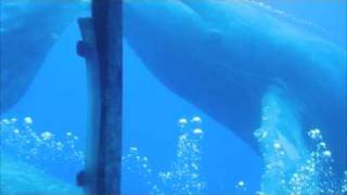 Amazing Humpback Whale Encounter With Atlantis Submarines [upl. by Hgielak674]