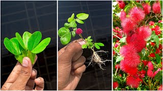 Best amp simple way to grow calliandra plant at home  Best technic for gardening [upl. by Maxantia]