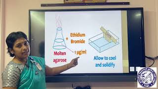 AGAROSE GEL ELECTROPHORESIS BY DRVREKHAZOOLOGY DEPARTMENT [upl. by Hanah]