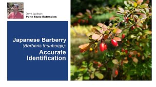 Japanese Barberry Accurate Identification [upl. by Dhu103]