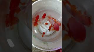 RED CAP ORANDA amp GOLDFISH MIX redcapgoldfish goldfish [upl. by Fleischer275]