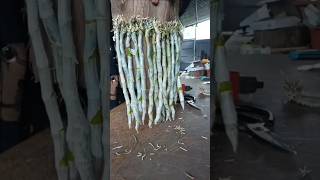 best tips grafting your dendrobium nobile orchid plant on wooden orchid garden short [upl. by Rockey]