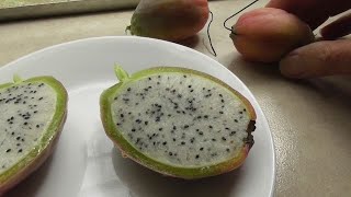 Fruit Fly Free Fruiting Peruvian Apple Cactus 🌸🌵🌵🧙‍♂️ 🍄 [upl. by Layod]