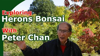 Peter Chan Guided Tour Of Herons Bonsai [upl. by Oijres]