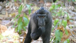 Black Macaque from Tangkoko  North Sulawesi Indonesia [upl. by Sontich]