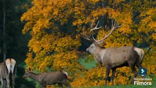 RUTTING SEASON OF WILD DEER DR SKSINGH CHANNEL JAI SHREE RAM [upl. by Enitram]