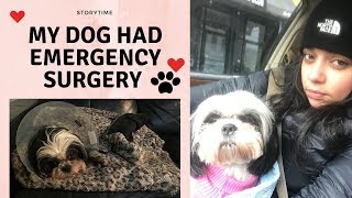 Story time  My dog had Pyometra  PT 1 [upl. by Tuorah]