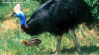 Calls of the Cassowary [upl. by Emerick163]