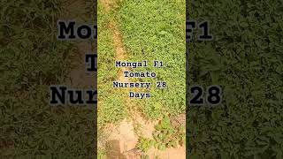 Mongal F1 Tomato Nursery 28 Days aes tomato [upl. by Errick]