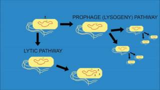 Bacteriophage Lambda  Cro and cI [upl. by Georgena796]