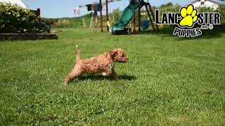 Bright Eyed Labradoodle Puppies [upl. by Jania949]