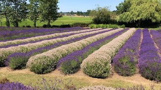 Sequim Lavender Festival  a Preview [upl. by Lianna]