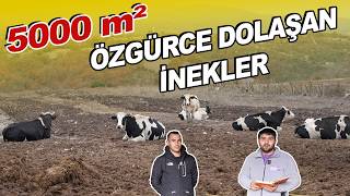 27 Litre Süt İle Kapı Kıran İnekler [upl. by Ailedamla]