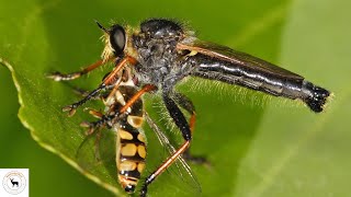 Robber Fly  The Hunting Insect [upl. by Barra]