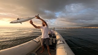 False Albacore Spinning  double strike  Gulf of Naples [upl. by Areema]