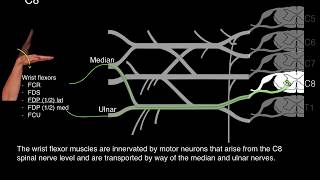 Myotomes and Peripheral nerves [upl. by Nwahsor]