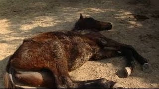 49 race horses left to die in stud farm outside Delhi [upl. by Ardaed]