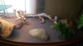 72 gallon bow front reptile initial setup [upl. by Delanos]