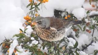 Kwiczoł  fieldfare  Turdus pilaris [upl. by Ahsaz]