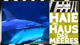 HAIE im Haus des Meeres in Wien 🦈  zoosmedia [upl. by Jedediah]