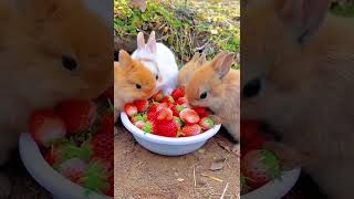 BUNNIES EAT BERRIES ❤️ [upl. by Gerti754]