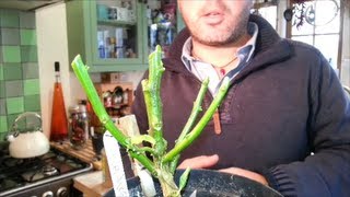 How to Overwinter Chili Pepper Plants an easy guide HD 🌶🌱 [upl. by Verlie]