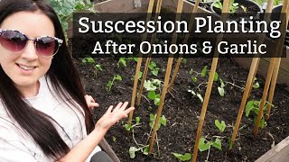 Succession Planting  Beans Legumes after Garlic and Onions [upl. by Anirbys]