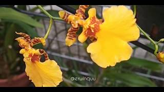 Oncidium Flexuosum [upl. by Past]