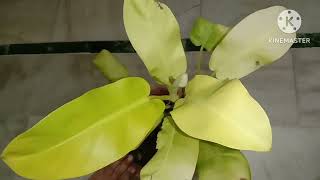 HOW to grow and care for philodendron lemon lime plant  NEON philodendron care [upl. by Oramug]