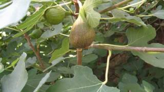 Feigen  Figs Ficus carica Jan  Aug 2011 [upl. by Ntisuj84]