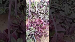 Tradescantia albiflora its very nice plant 😀😀😀🌿 [upl. by Silirama]