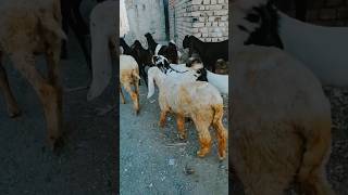 Goats Group shorts viral animals youtubeshorts goat [upl. by Wenonah]