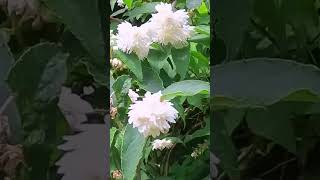 やっと春が来た！ ④シロバナヤエウツギ！ Deutzia [upl. by Dusa]