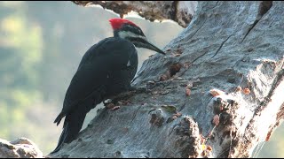 Amazing Pileated Woodpecker at Work 02 of 03 [upl. by Yrellih]