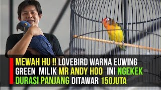 MEWAH HU  LOVEBIRD WARNA EUWING GREEN MILIK ANDY HOO INI NGEKEK DURASI PANJANG DITAWAR 150JUTA [upl. by Henryetta18]