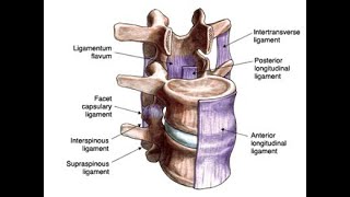 Anatomy of the Intertransverse ligaments of the vertebral column [upl. by Lowery423]