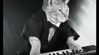 KEYBOARD CATnew commercial in England [upl. by Gerome]