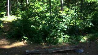 Algonquin Provincial Park  Bridle Lake Campsite [upl. by Nyleek430]