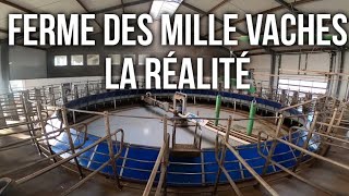 FERME DES MILLE VACHES LA RÉALITÉ [upl. by Nwahsem360]