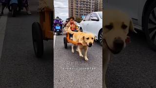 Dog chauffeur 🐕New Viral Gadgets Smart Appliances Kitchen Utensils Home Inventions [upl. by Ahsinor]