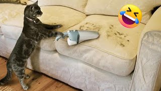 Video di Gatti Divertenti 2024 😹 Compilation di Gatti Divertenti 3 [upl. by Gambrill]