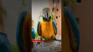 macaw parrot sounds talking macaw [upl. by Elenore]