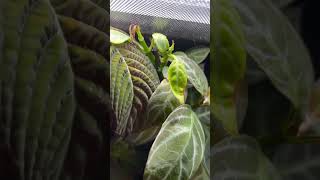 Permanently sealed terrarium youtubeshort vivariums poisondartfrog [upl. by Engdahl]