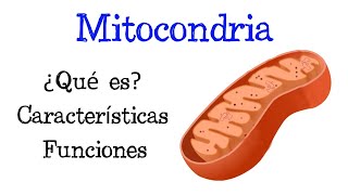 🌐 ¿Qué es la Mitocondria 💥 Funciones Fácil y Rápido  BIOLOGÍA [upl. by Ecnerrot]