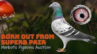 Born Out From Amazing Racing Pigeon Pair For Sale In Herbots Pigeons Auction [upl. by Aynatal]