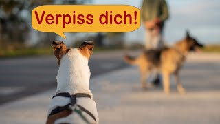 🌞Hundebegegnungen trainieren  Stress mit Artgenossen [upl. by Norak]