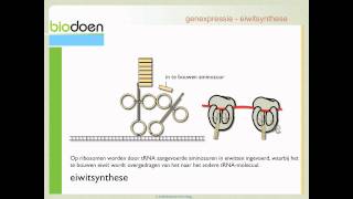 Biodoen  samenvatting DNA RNA en eiwitsynthese 2 van 2 [upl. by Henderson874]