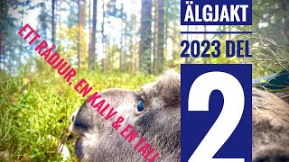 Älgjakt 2023 Del 2 Älg med hem [upl. by Liahcim]