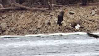 Bald Eagles Fishing  Clarksville MO [upl. by Maxey]